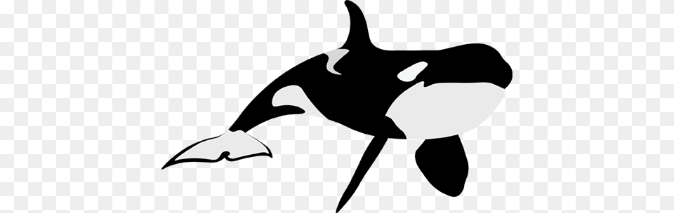 Orca Whale, People, Person, Graduation Free Png Download