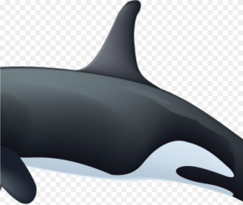Orca Whale Clipart Killer Whale Clipart Rianfil Music Wholphin, Animal, Sea Life, Mammal, Appliance Free Png