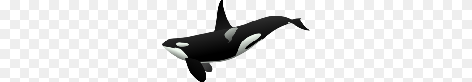 Orca Whale Clipart Orca Clip Art, Animal, Sea Life, Mammal, Fish Free Png