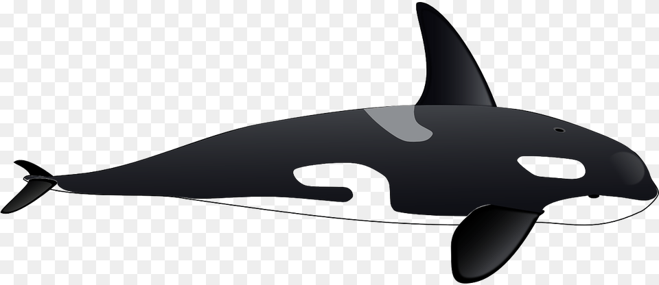 Orca Whale Full Body, Animal, Sea Life, Mammal Free Transparent Png