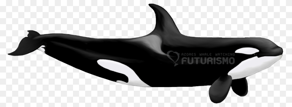 Orcakiller Whale Futurismo, Animal, Sea Life, Mammal, Orca Free Transparent Png