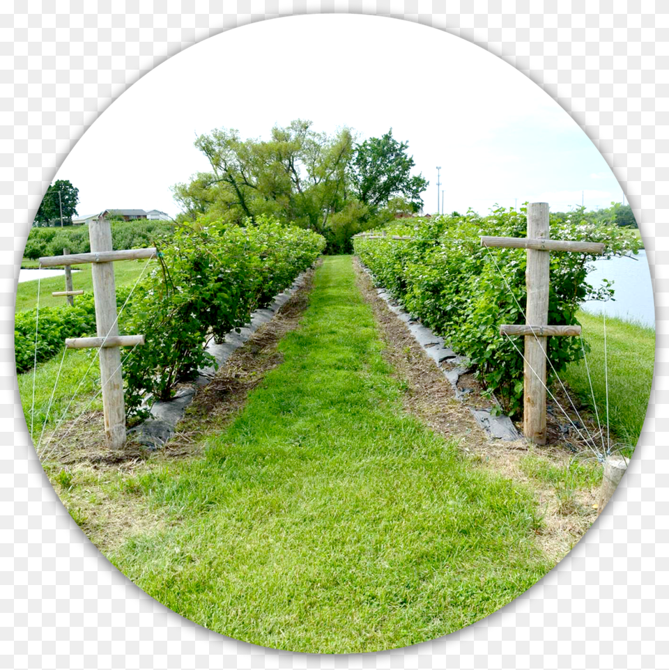 Orchard View, Nature, Plant, Garden, Photography Png Image