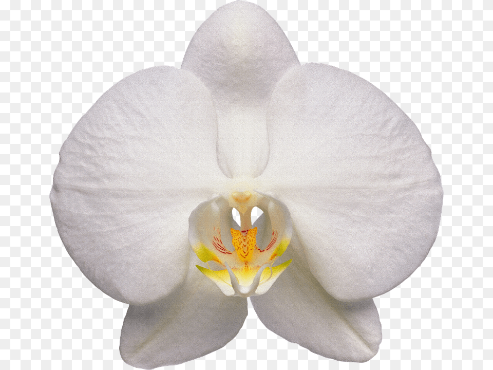 Orchid Flower, Plant Png Image