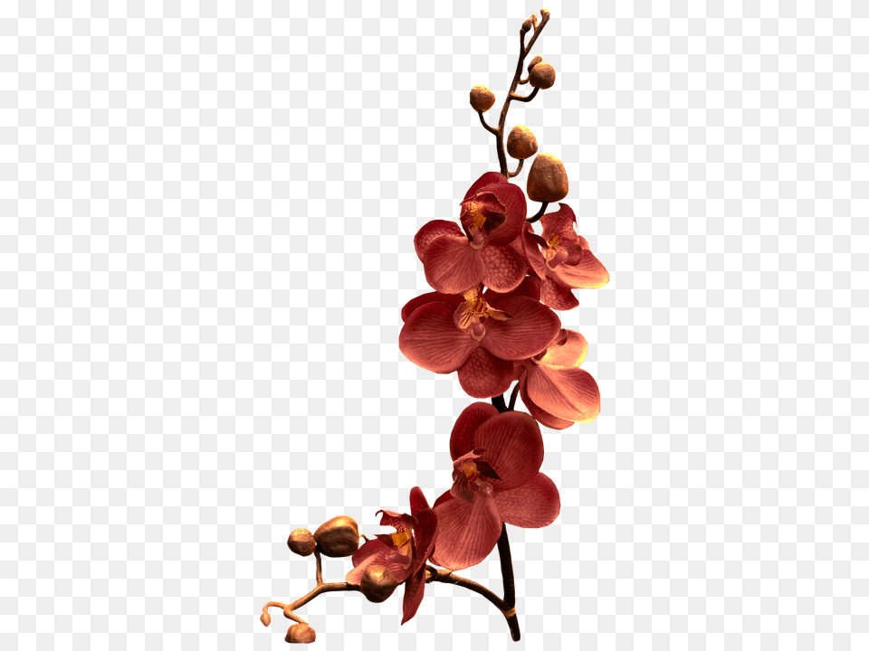 Orchid Bud, Flower, Geranium, Petal Free Png