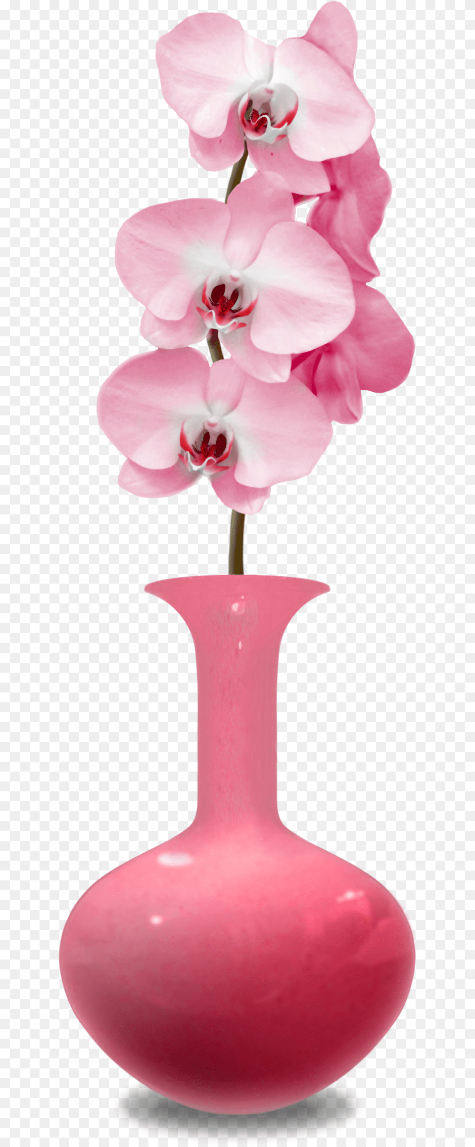 Orchid, Flower, Jar, Plant, Pottery Png Image
