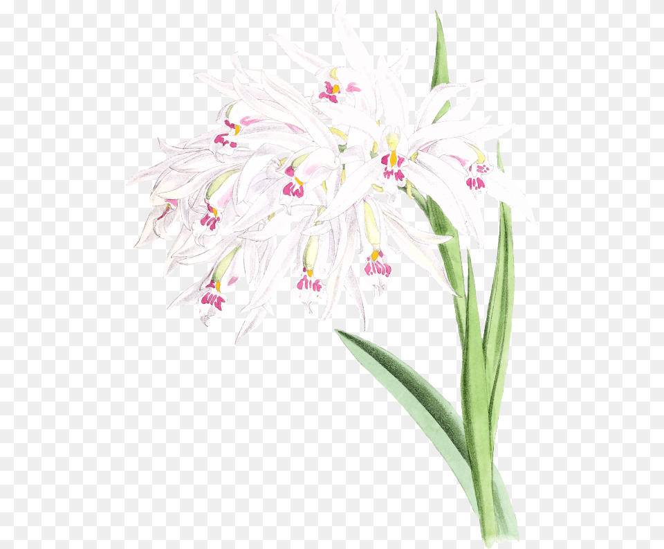 Orchid, Amaryllidaceae, Flower, Plant, Anther Free Transparent Png