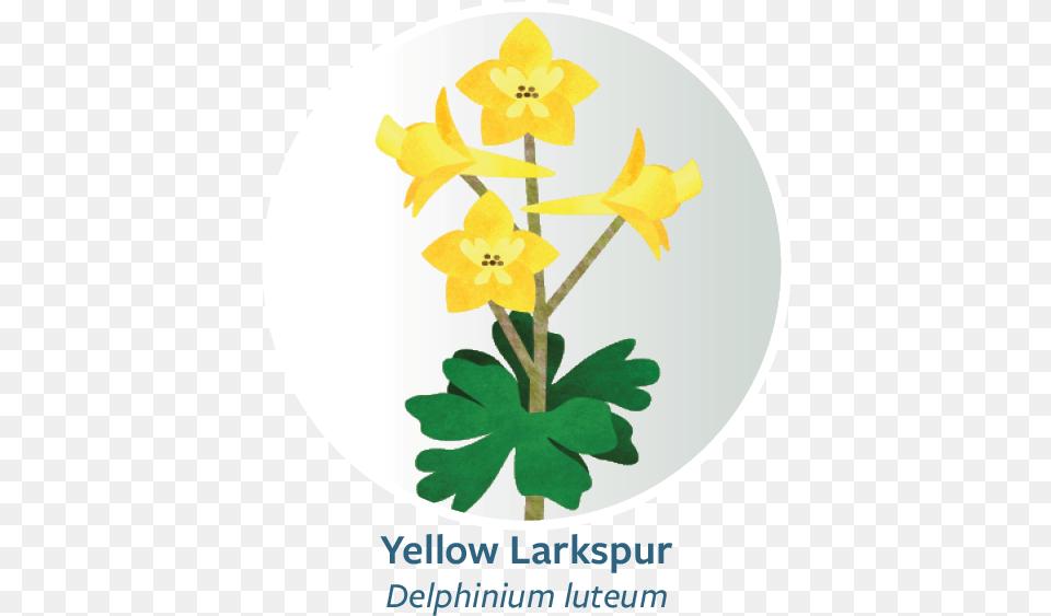 Orchid, Daffodil, Flower, Plant Png Image