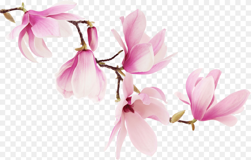 Orchid 1324 Worldlennium Pink Magnolia Flowers, Flower, Petal, Plant, Adult Free Png Download