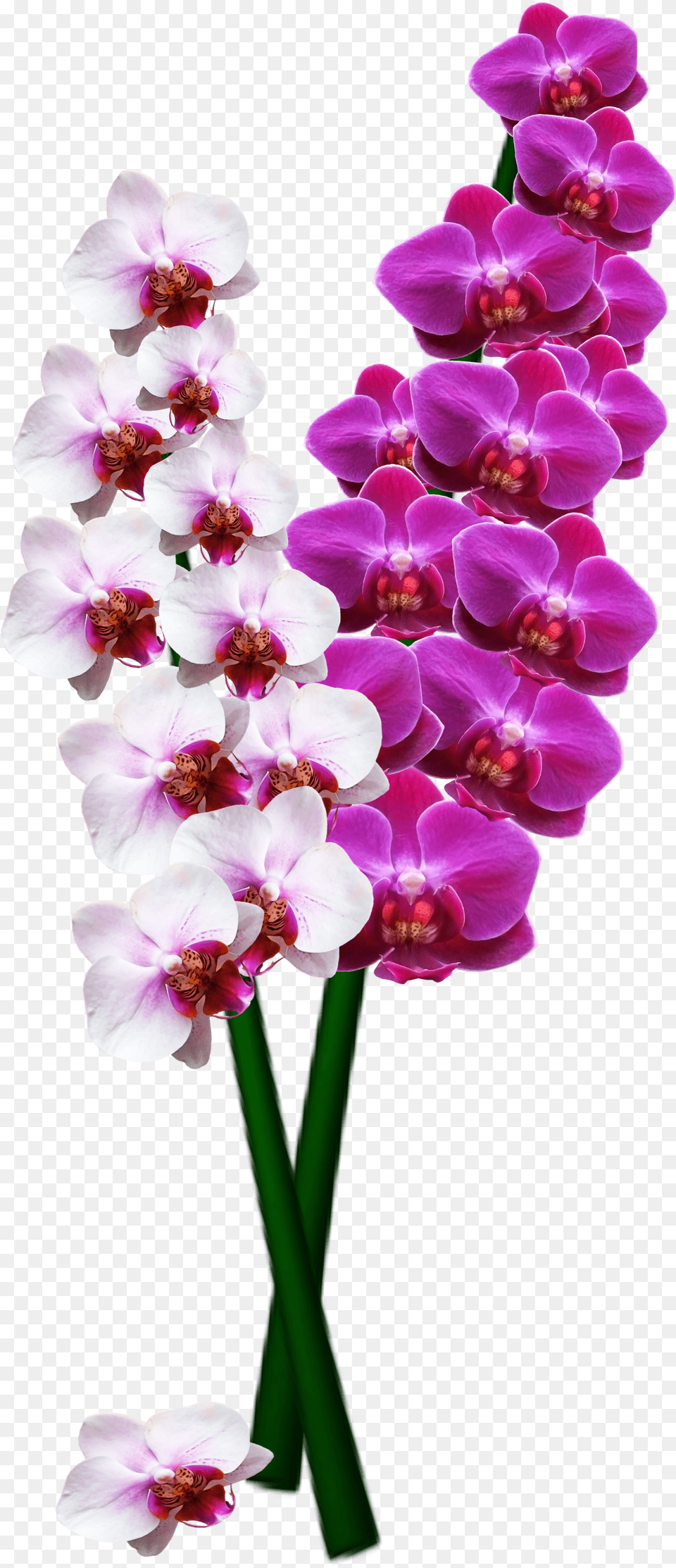 Orchid Free Transparent Png