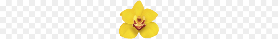 Orchid, Plant, Flower, Petal, Anther Png Image