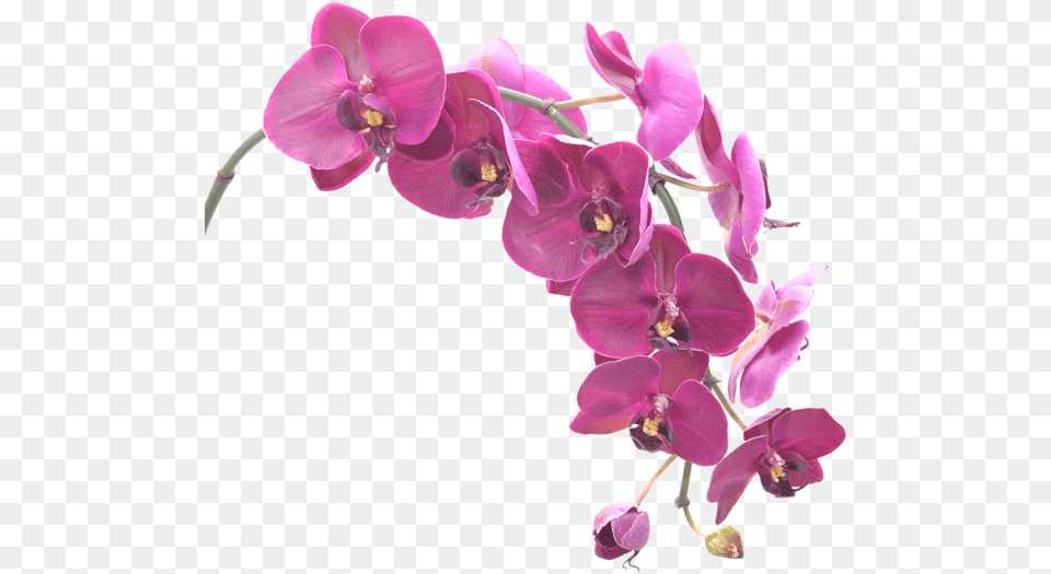 Orchid, Flower, Plant Png