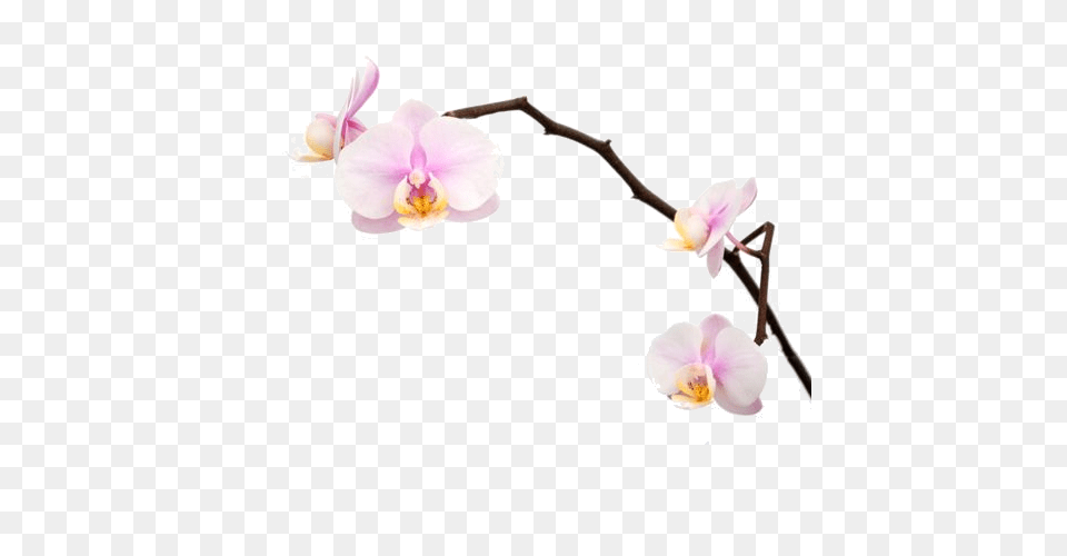 Orchid, Flower, Petal, Plant Png Image