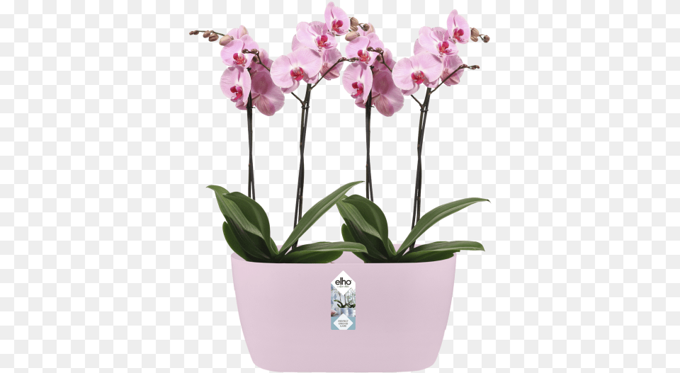 Orchid, Flower, Plant, Potted Plant, Flower Arrangement Free Transparent Png