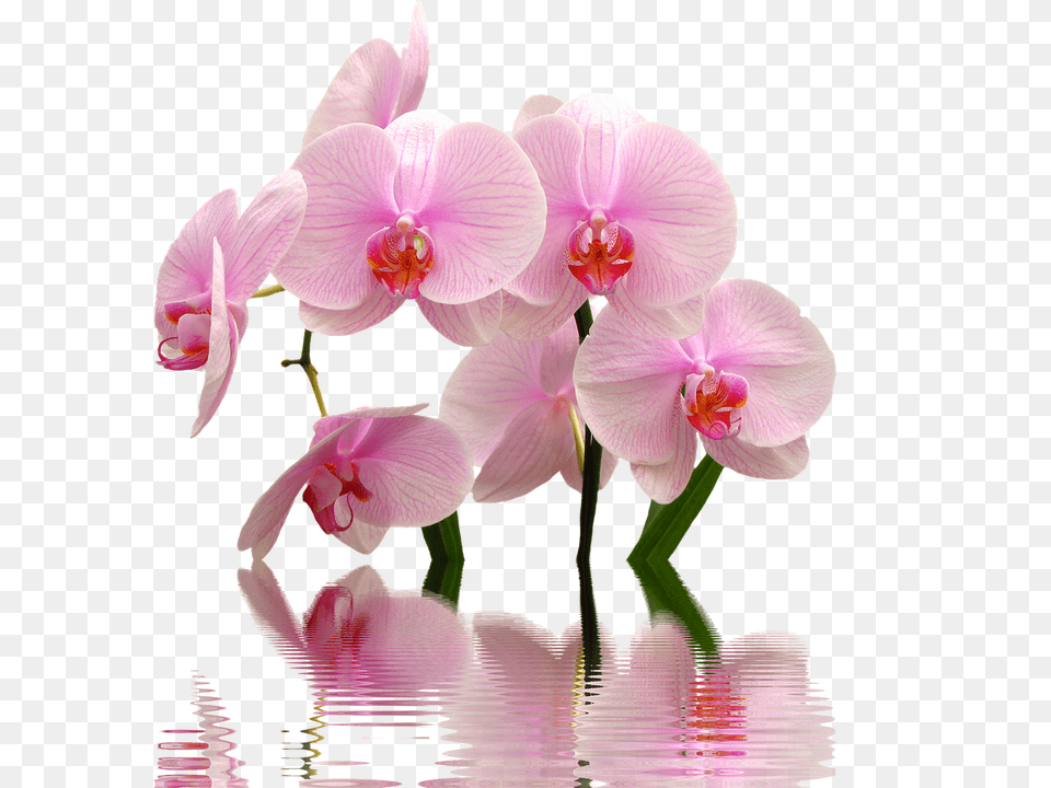 Orchid Flower, Plant Png Image