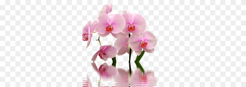 Orchid Flower, Plant Png