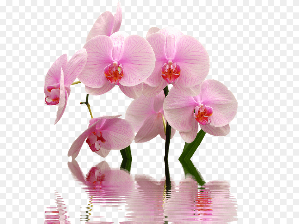 Orchid Flower, Plant Free Transparent Png