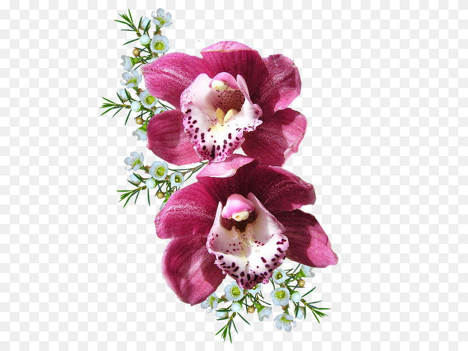 Orchid Flower, Plant, Flower Arrangement, Flower Bouquet Free Png Download