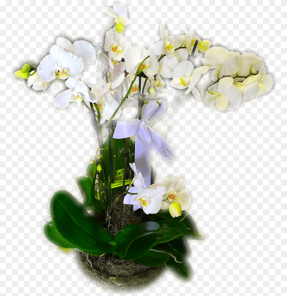 Orchid, Flower, Flower Arrangement, Flower Bouquet, Ikebana Png Image