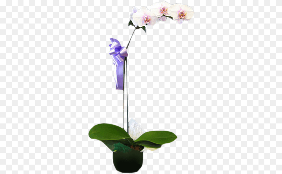 Orchid, Flower, Flower Arrangement, Plant Free Transparent Png