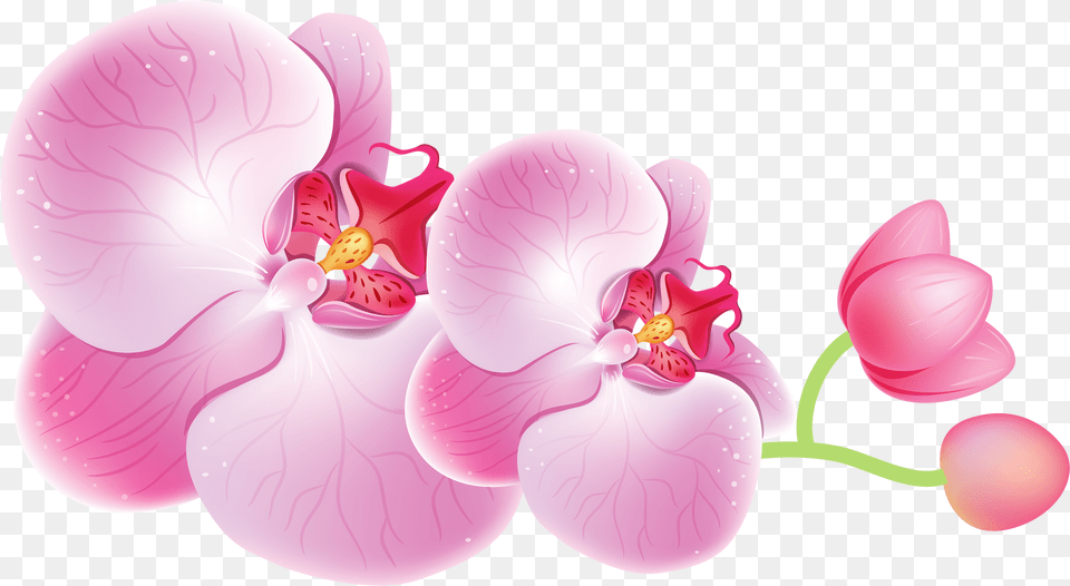Orchid, Flower, Plant, Petal Png Image