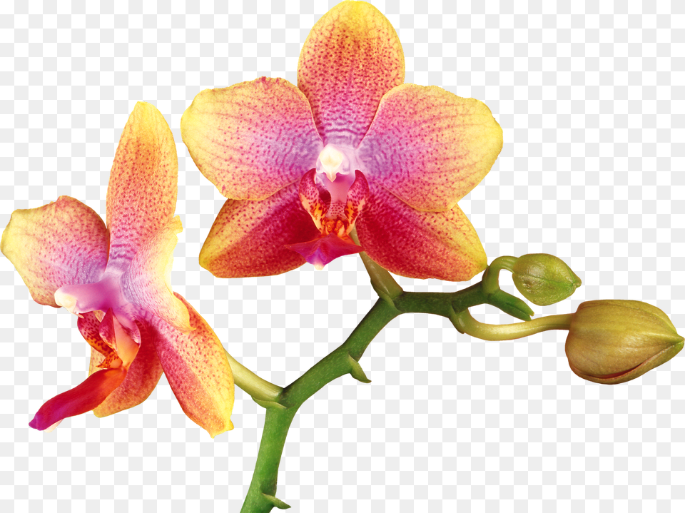 Orchid, Flower, Plant Png Image
