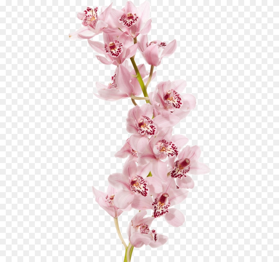 Orchid, Flower, Plant, Anther Free Transparent Png
