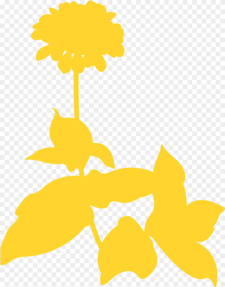 Orchid, Flower, Petal, Plant, Daffodil Png