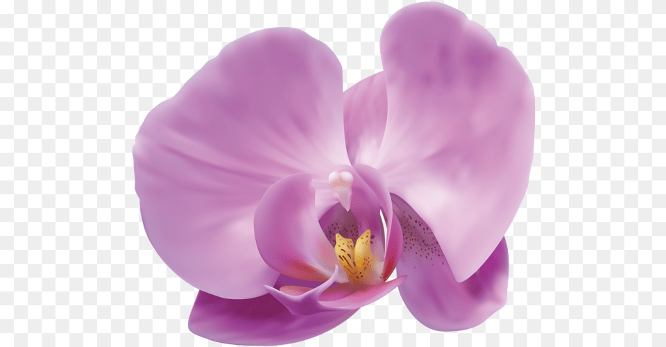 Orchid, Flower, Plant, Petal Png