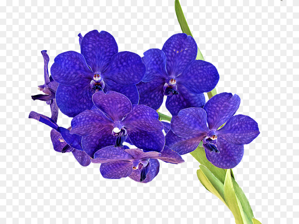 Orchid Flower, Plant, Geranium Png