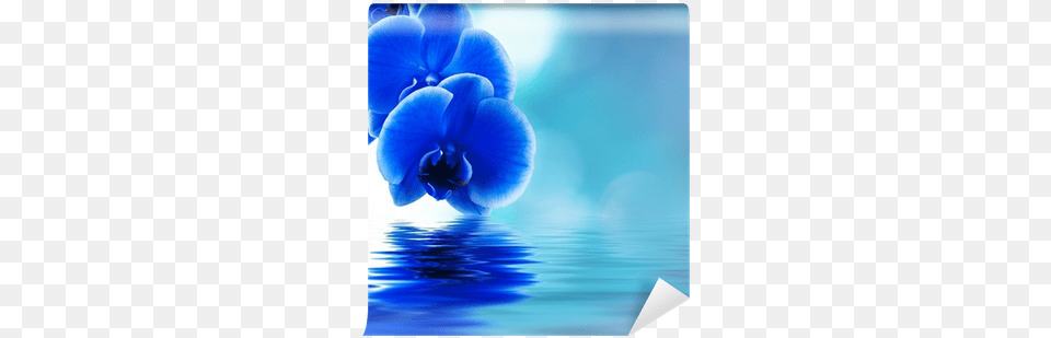 Orchid Beautiful Flowers, Flower, Plant, Petal Png Image