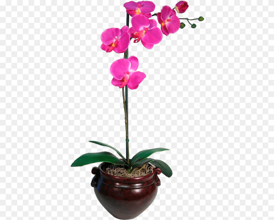 Orchid Blank Template Imgflip Purple Orchid, Flower, Plant, Flower Arrangement Free Transparent Png