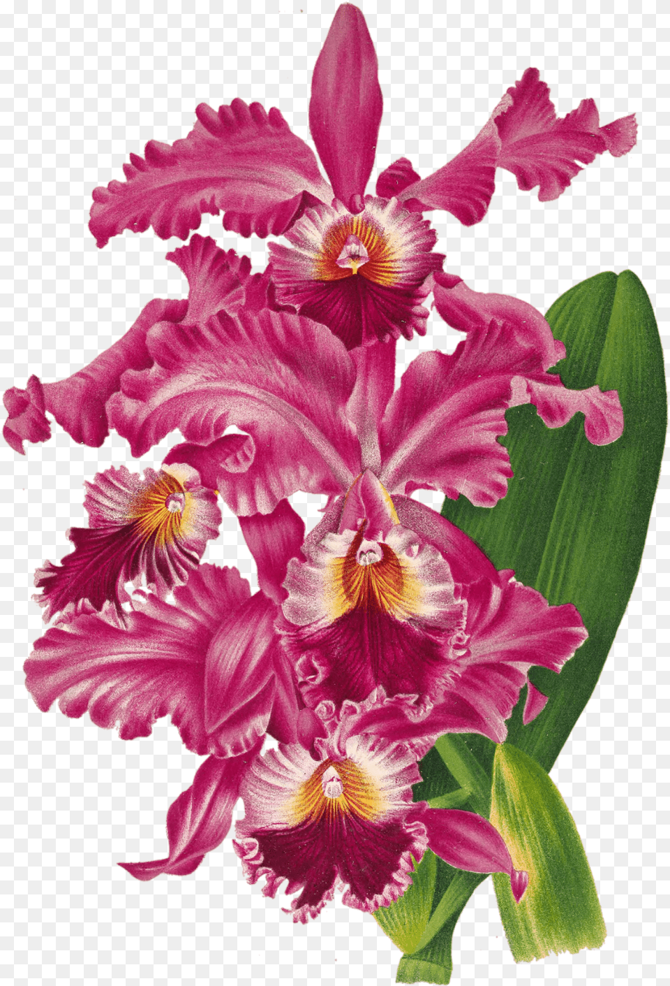 Orchid Blossom Flower Transparent Free Stock Photo Public Christmas Orchid, Plant, Petal Png Image