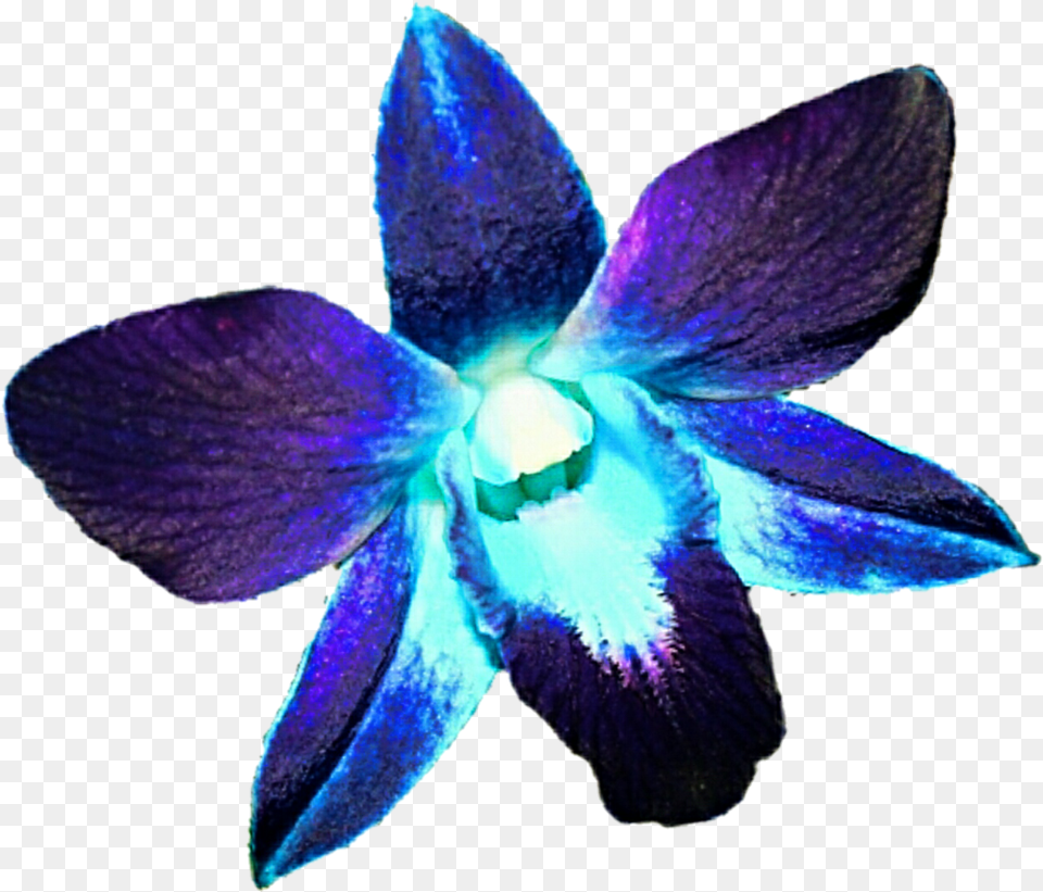 Orchid Blue Orchid Blue And Purple, Flower, Plant, Petal Free Png