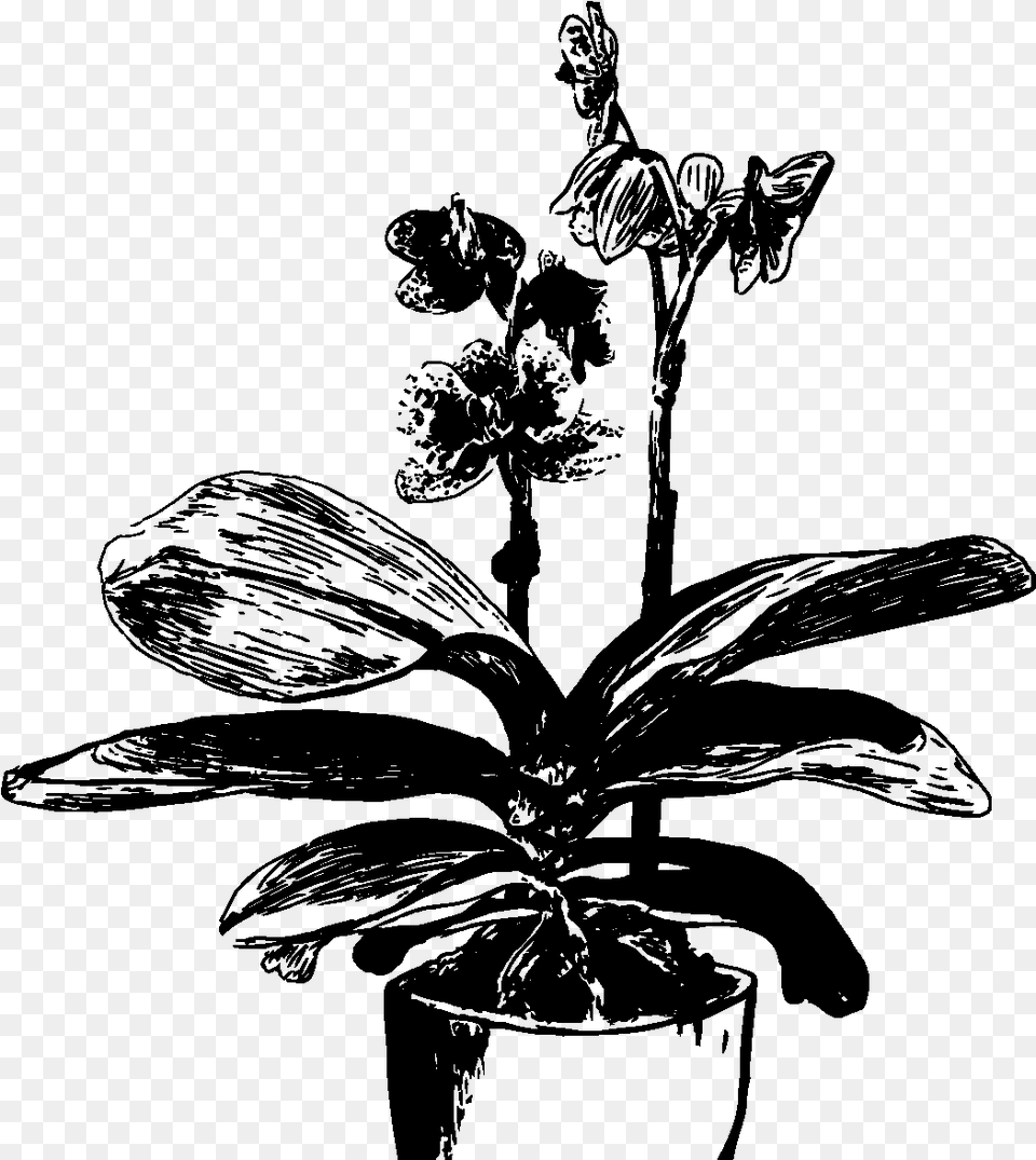 Orchid Cattlianthe Jewel Box, Gray Free Transparent Png