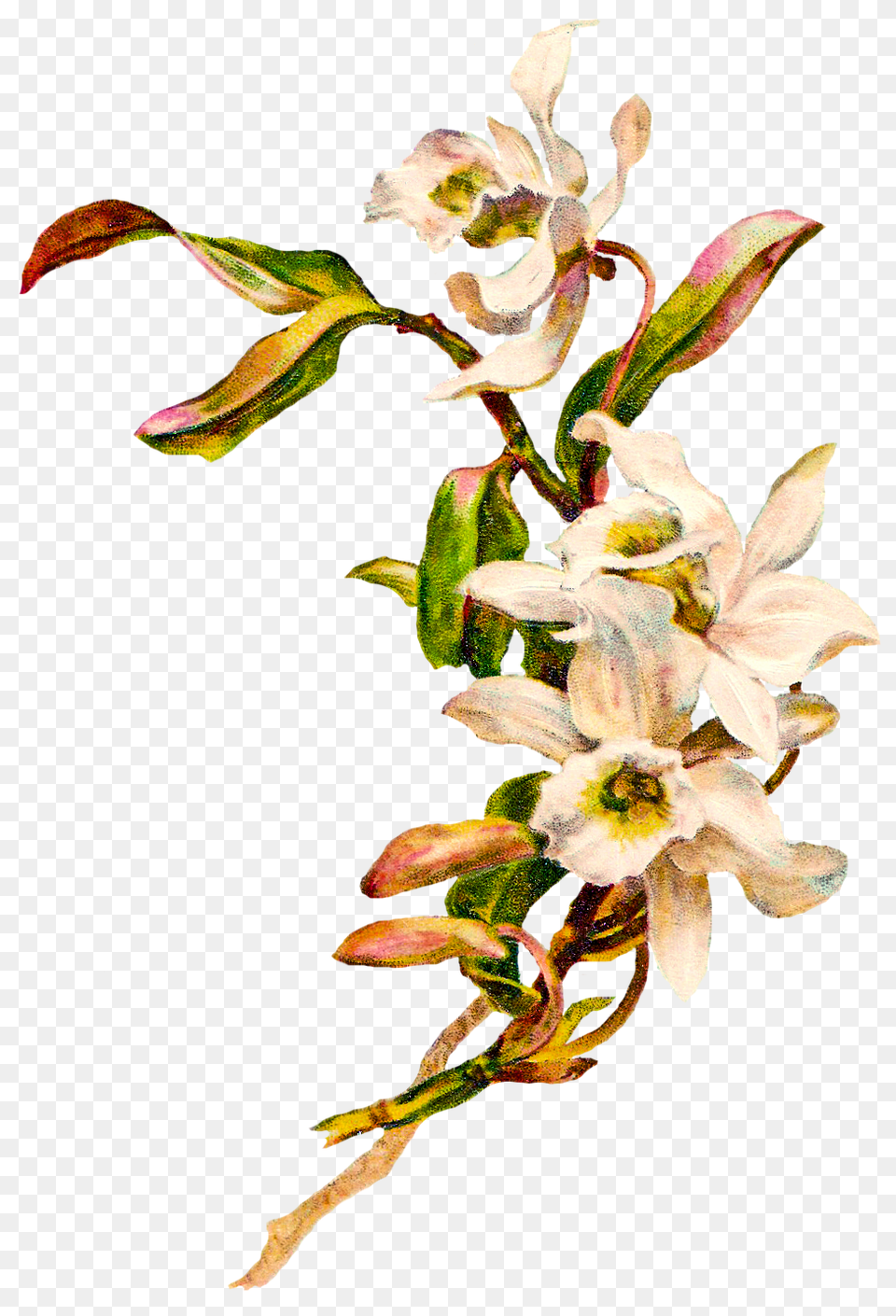 Orchid Clip Art, Flower, Plant, Anther, Flower Arrangement Png Image
