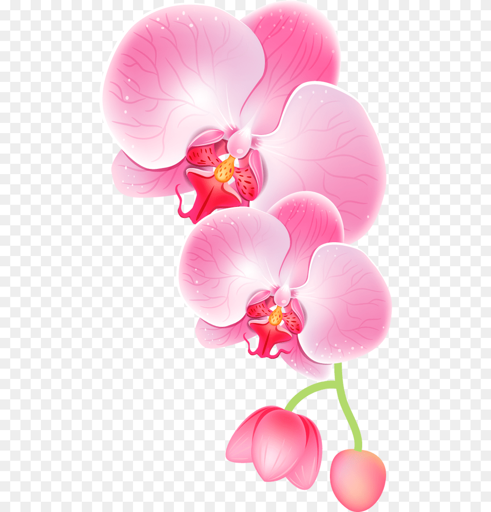 Orchid Clipart, Flower, Plant, Petal, Person Free Png Download