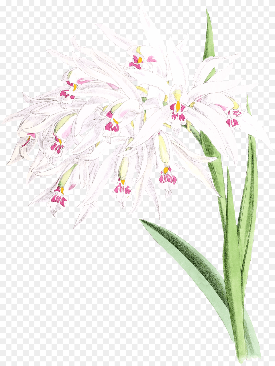 Orchid Clipart, Amaryllidaceae, Anther, Flower, Plant Png