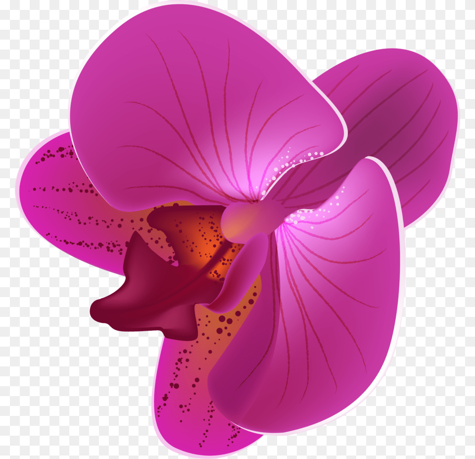 Orchid Clipart Animated Orchid Flower Vector, Plant, Petal Free Transparent Png