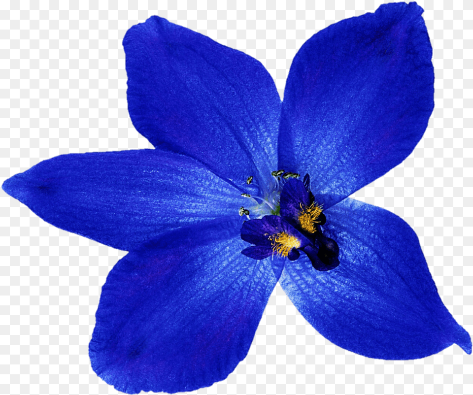 Orchid Clipart Deep Blue Orchid Blue Flower Anemone, Geranium, Plant, Pollen Free Transparent Png