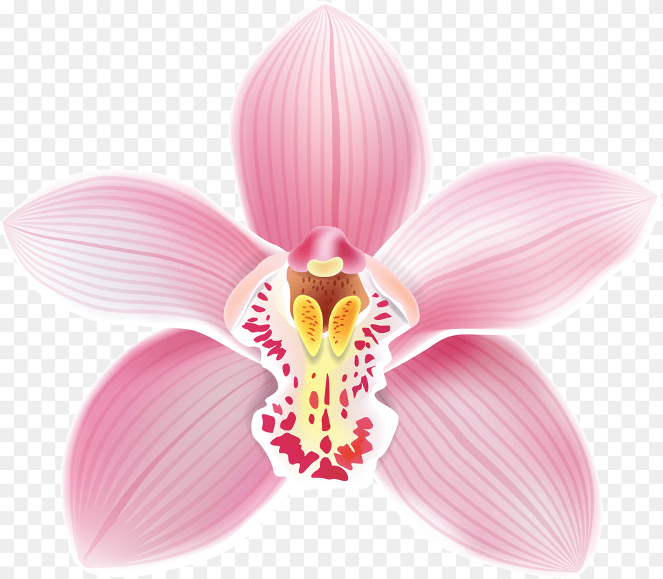 Orchid Clipart Petals Png Image