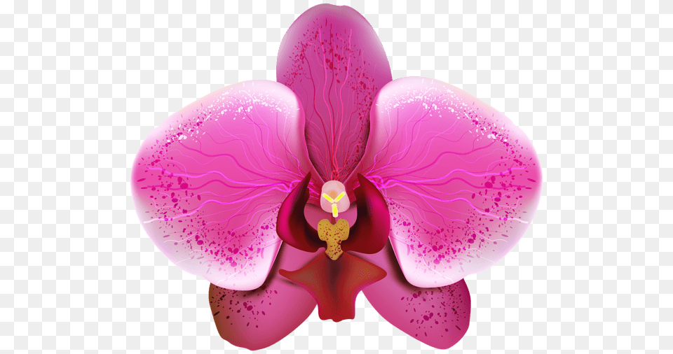 Orchid Close Up, Flower, Plant, Petal Free Png Download