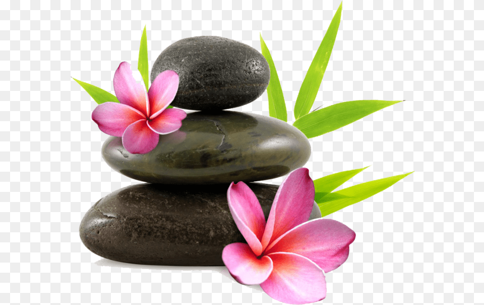Orchid Complementary Therapies Of Palliative Care, Pebble, Plant, Flower Png Image