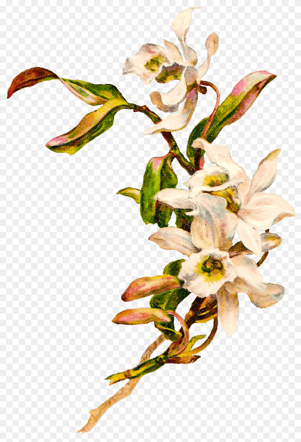 Orchid Cross Cliparts, Acanthaceae, Flower, Plant, Petal Png