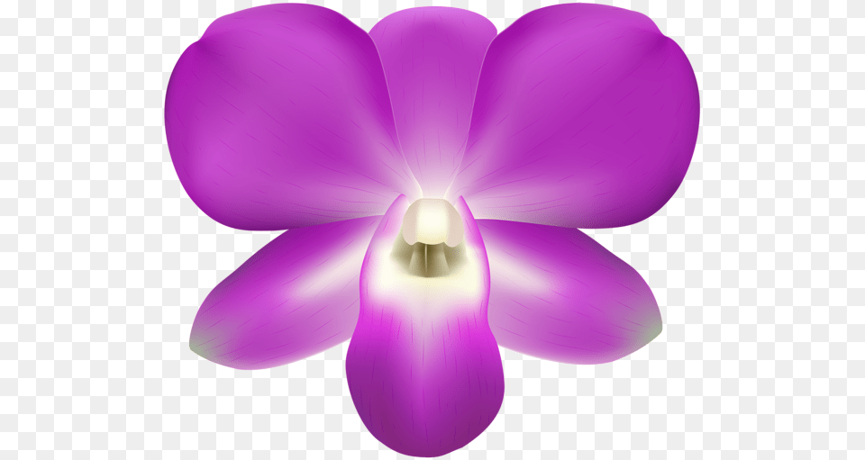 Orchid Decorative Clip Art, Flower, Plant, Petal Png