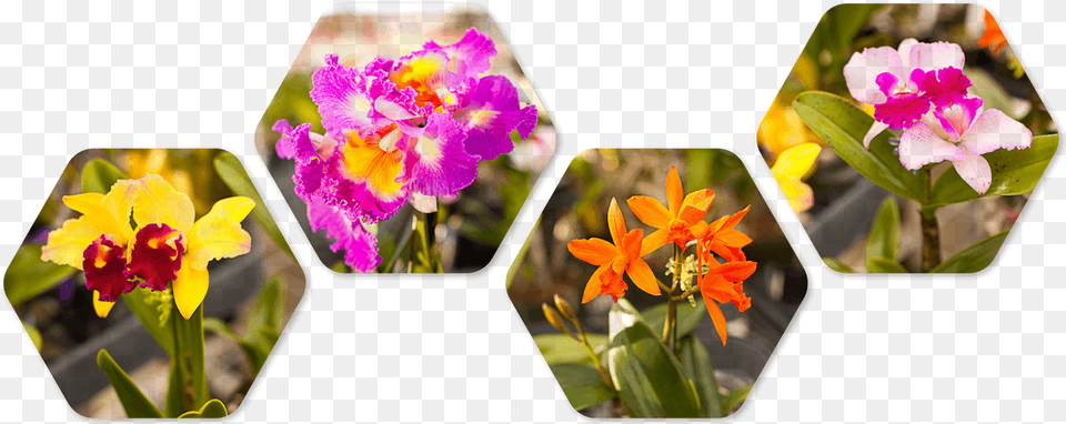 Orchid Divider, Flower, Plant, Geranium, Petal Free Png Download