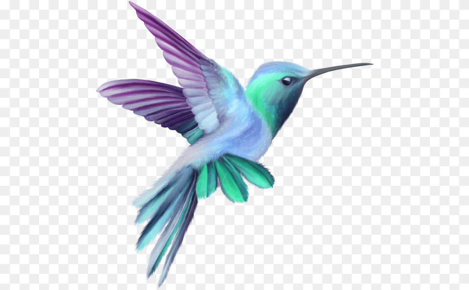 Orchid Drawing Hummingbird Pink And Purple Hummingbird, Animal, Bird Free Png Download