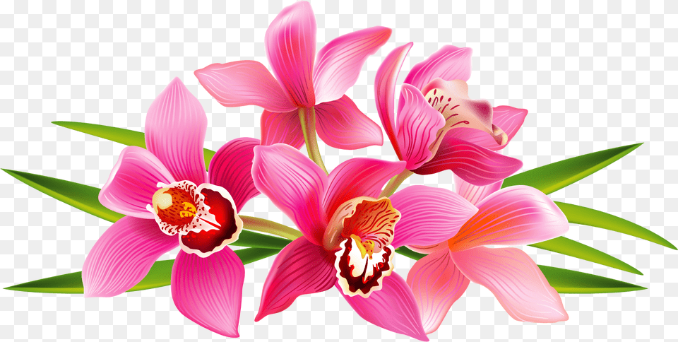 Orchid Flores, Flower, Plant, Petal, Flower Arrangement Png