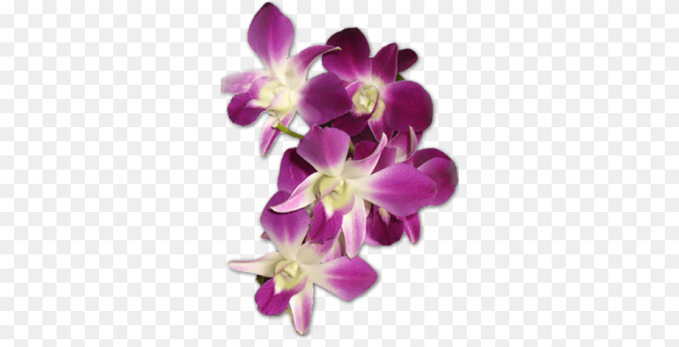 Orchid Flower, Plant, Petal Free Png Download