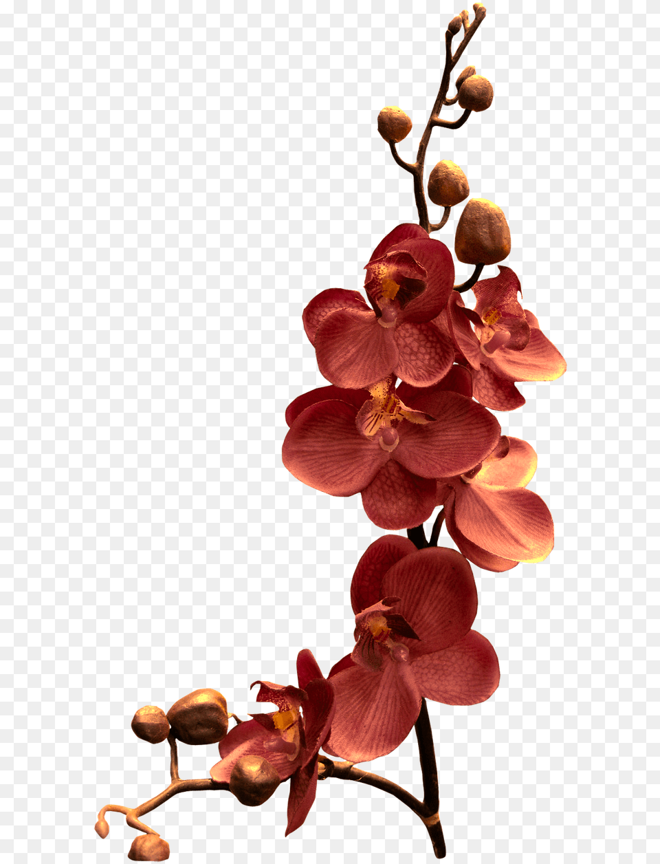 Orchid Flower, Petal, Plant, Geranium Free Png