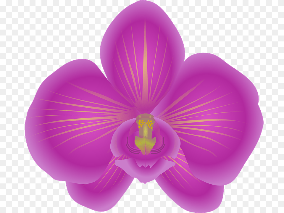 Orchid Flower Bloom Violet Orchid Clip Art, Plant Free Png Download